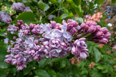 Lilak pospolity KATHERINE HAVEMEYER