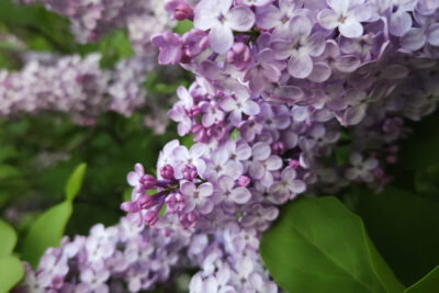 Lilak pospolity MICHEL BUCHNER