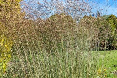 Trzęślica modra EDITH DUDSZUS