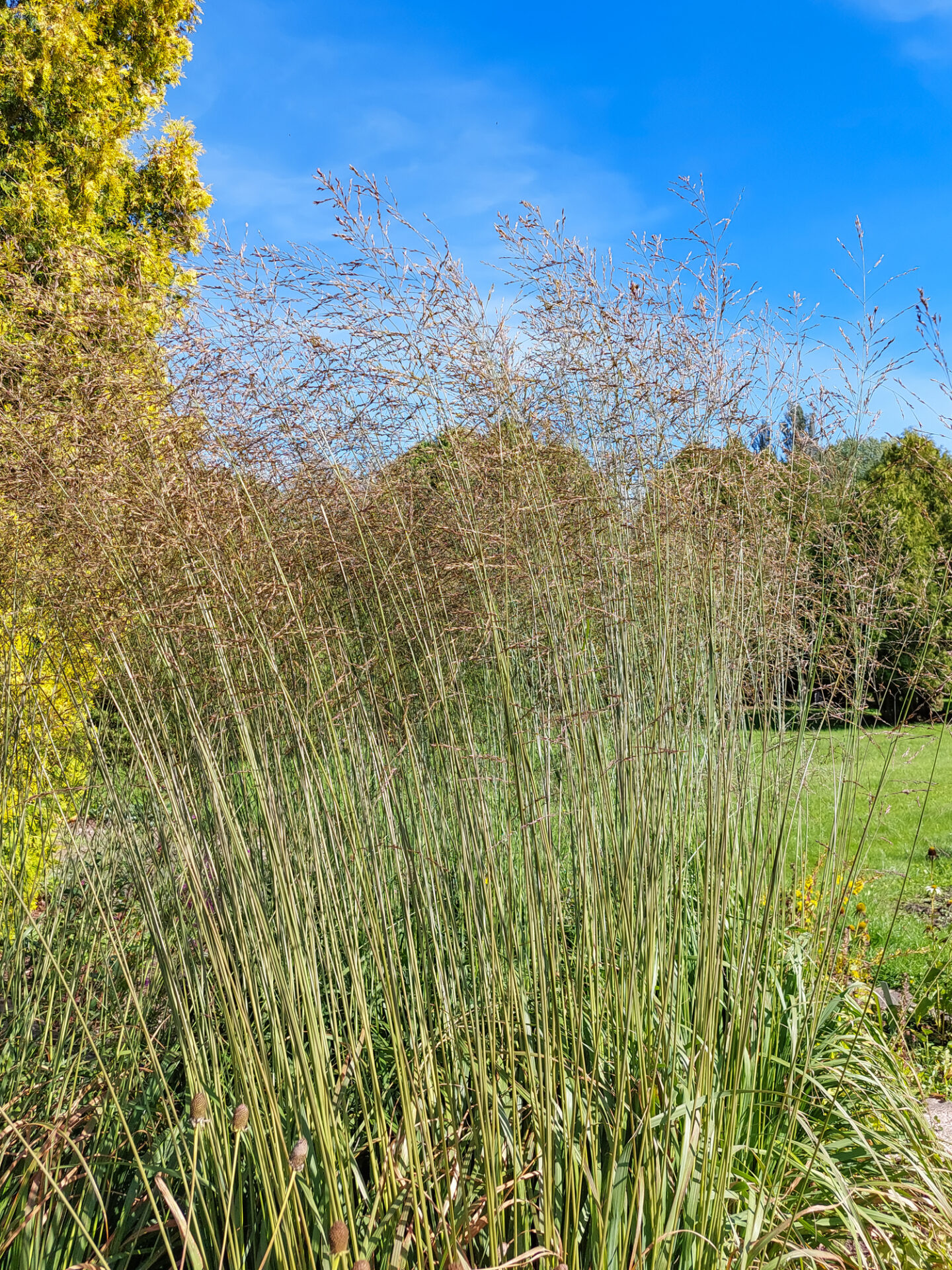 Trzęślica modra EDITH DUDSZUS