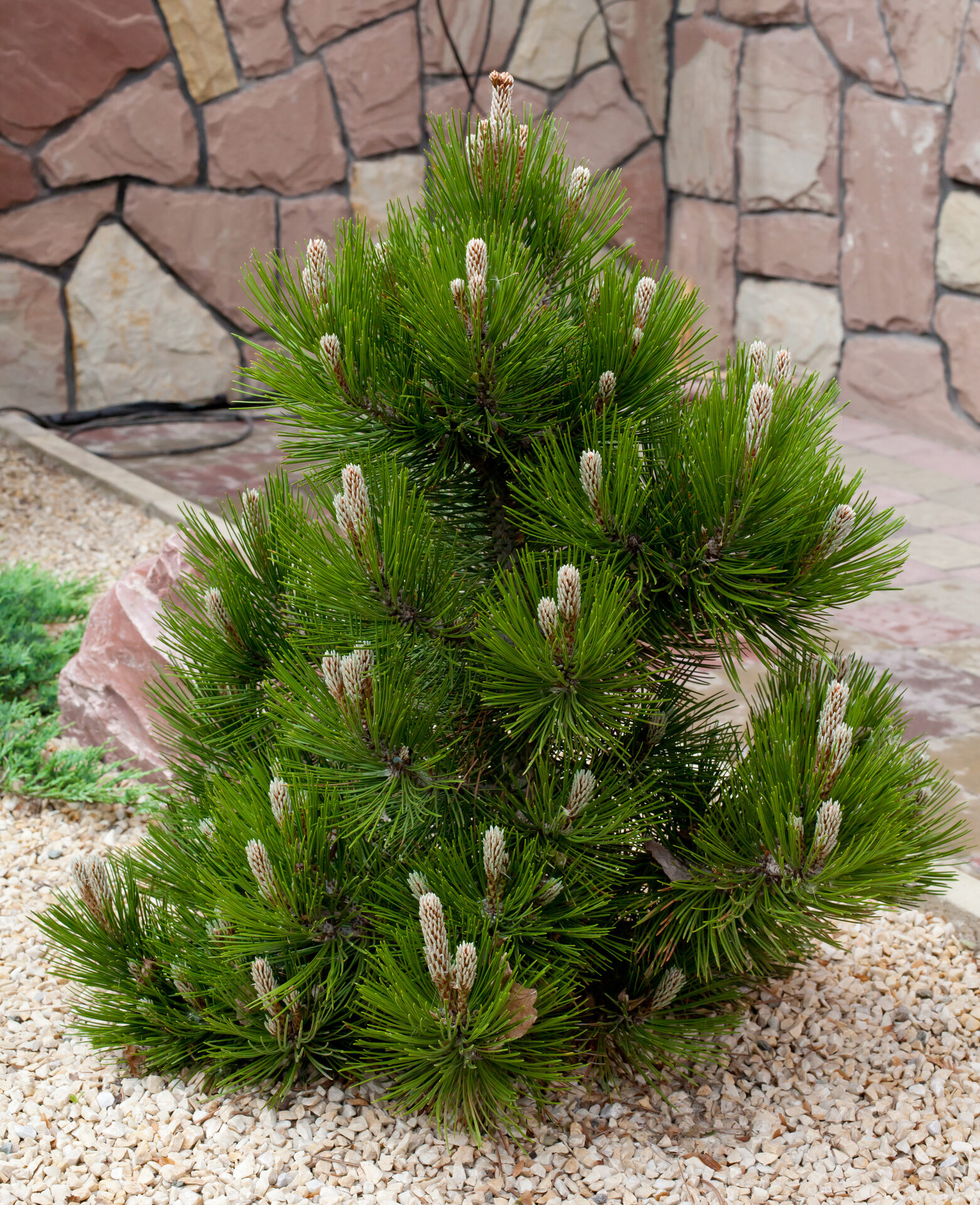 Sosna bośniacka LITTLE DRACULA