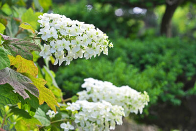 Hortensja dębolistna ICE CRISTAL