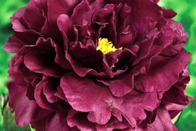 Piwonia BLACK BEAUTY