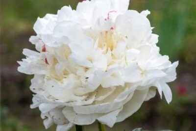 Piwonia chińska MARIE LEOMINE