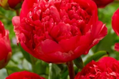 Piwonia COMMAND PERFORMANCE