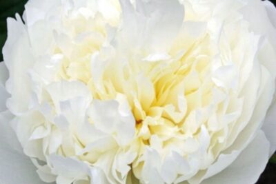 Piwonia DUCHESSE DE NEMOURS