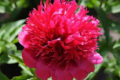 Piwonia HAPPY RETURNS