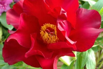 Piwonia SCARLET HEAVEN