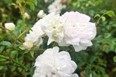 Róża miniaturowa WHITE FAIRY