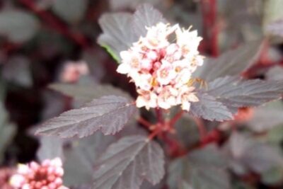 Pęcherznica kalinolistna LITTLE JOKER