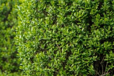 Ligustr POSPOLITY doskonały NA ŻYWOPŁOT