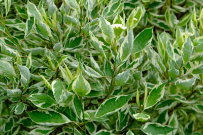 Dereń biały ELEGANTISSIMA