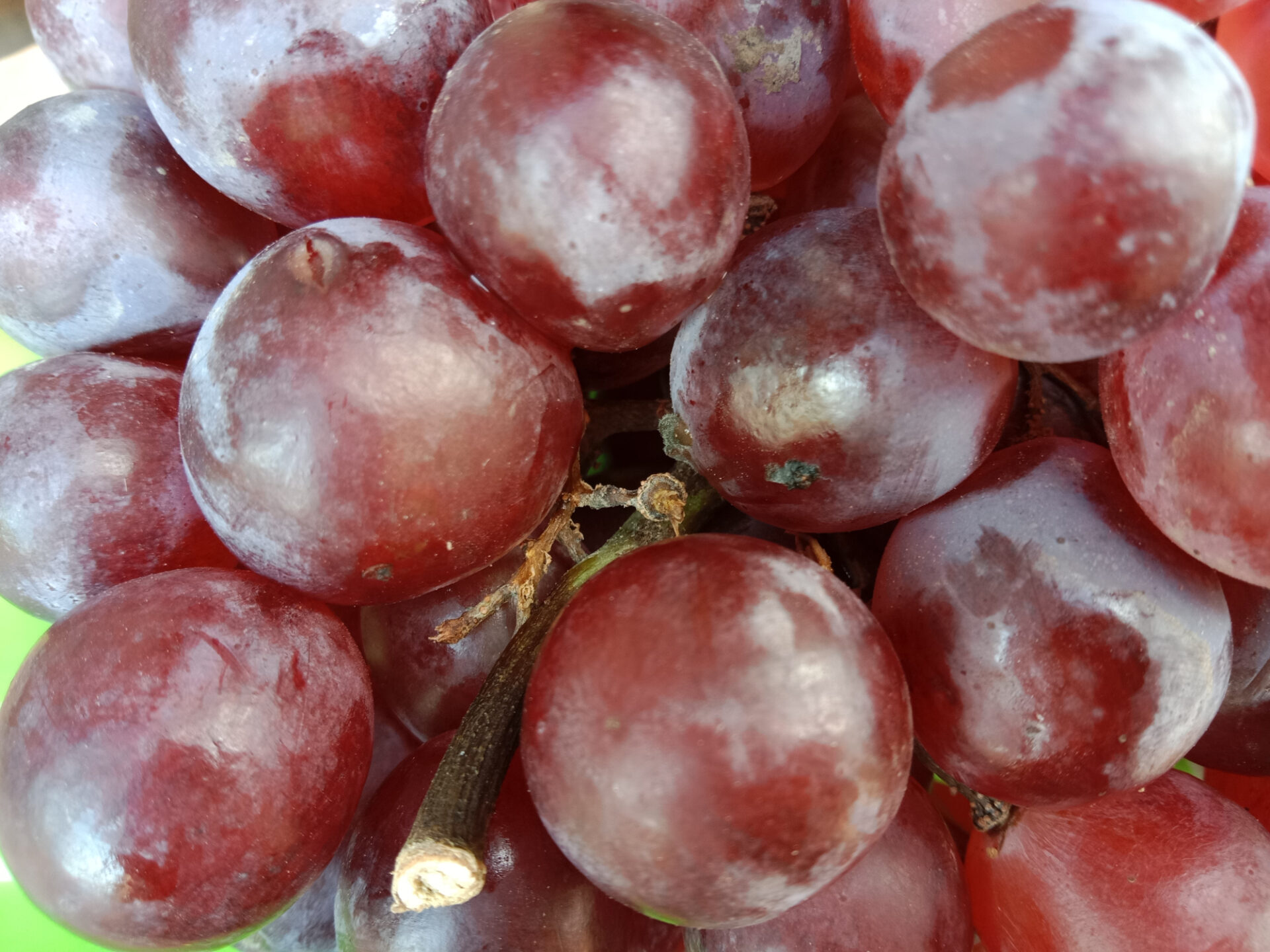 Winogrono winorośl WIKTORIA - obrazek 4