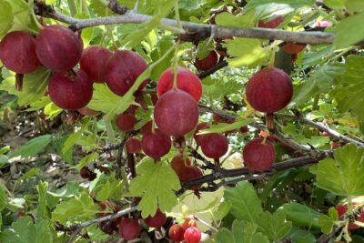 Agrest czerwony BEZKOLCOWY SALUT