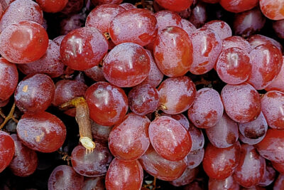 Winogrono winorośl WIKTORIA