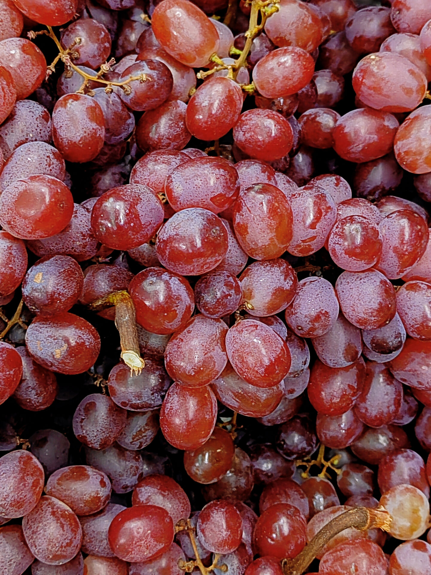 Winogrono winorośl WIKTORIA