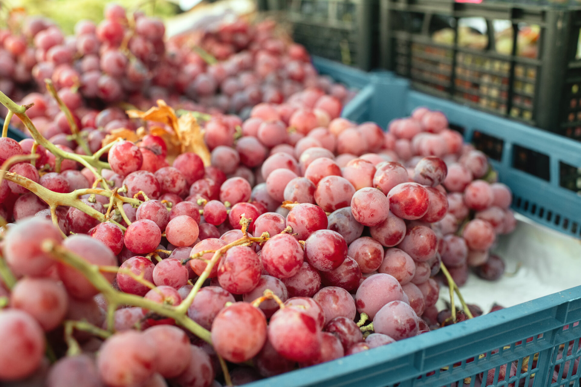 Winogrono winorośl WIKTORIA - obrazek 5