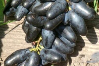 Winogrono winorośl MOSKIEWSKI CZARNY