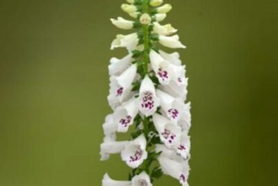 Naparstnica DOTTIE WHITE