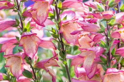 Naparstnica RISING PHOENIX