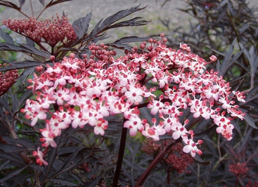 Bez czarny BLACK LACE orientalny WYJĄTKOWE BARWY - obrazek 5