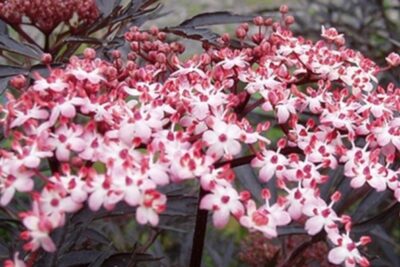 Bez czarny BLACK LACE orientalny WYJĄTKOWE BARWY