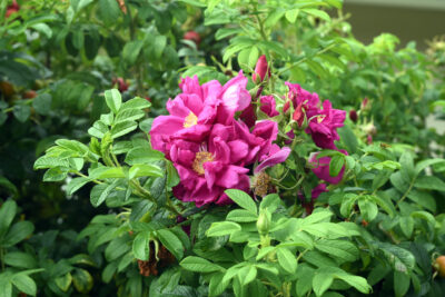 RÓZA rosa rugosa ANGELIA PURPLE