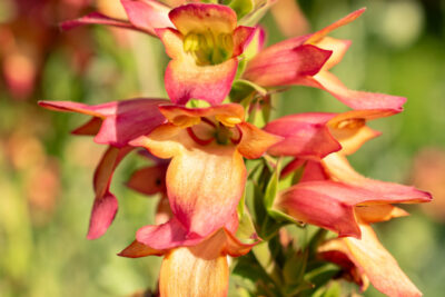 Naparstnica RISING PHOENIX