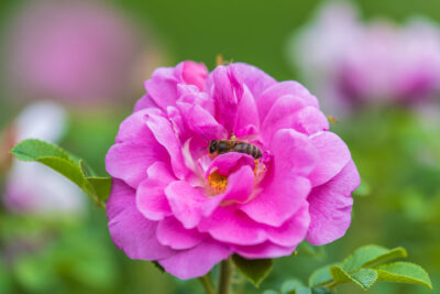 Róża rosa rugosa ANGELIA PINK