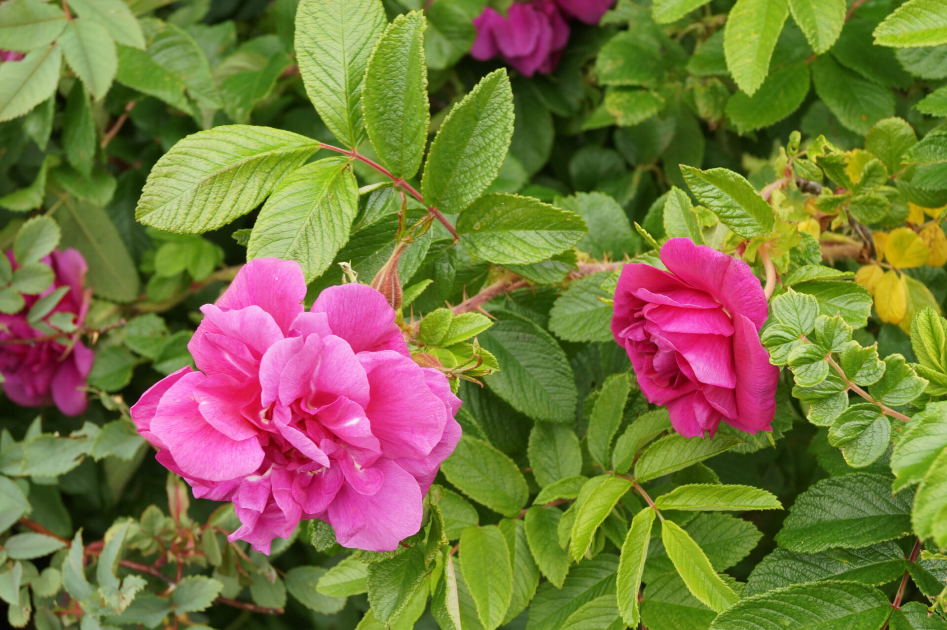 RÓZA rosa rugosa ANGELIA PURPLE - obrazek 2