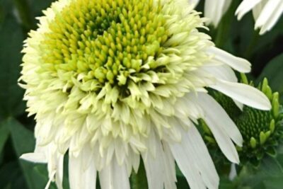 Echinacea jeżówka DELICIOUS NOUGAT śliczny LIMONKOWY KOLOR KWIATÓW