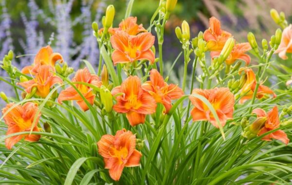 Liliowiec EVERYDAYLILI ORANGE - obrazek 2