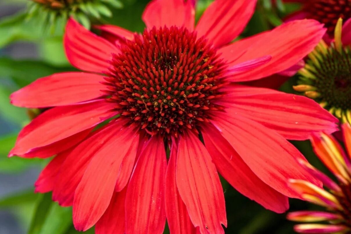 Echinacea jeżówka VINTAGE RUBY efektowne KARMINOWE KWIATY - obrazek 2