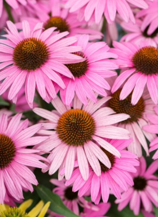 Echinacea jeżówka DARK PINK PEARL cudowny róż DŁUGO KWITNIE - obrazek 7