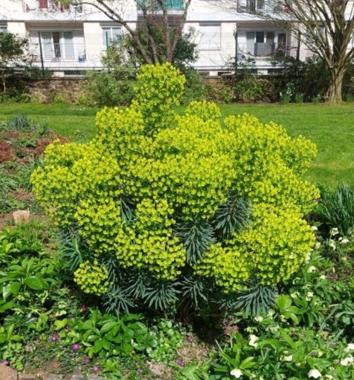 Wilczomlecz błękitnawy WULFENII niezwykłe LIMONKOWE KWIATY - obrazek 6