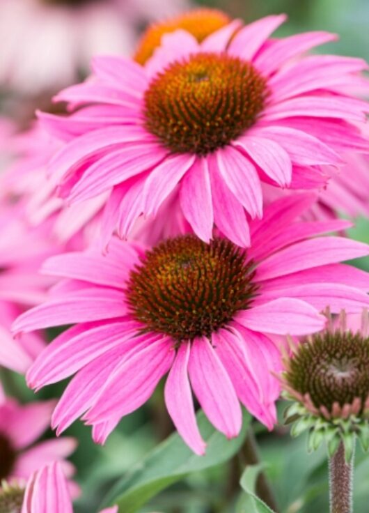 Echinacea jeżówka DARK PINK PEARL cudowny róż DŁUGO KWITNIE - obrazek 8