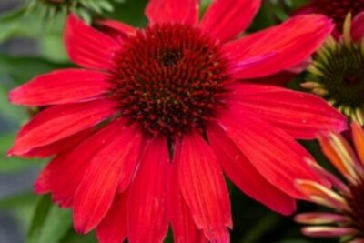 Echinacea jeżówka VINTAGE RUBY efektowne KARMINOWE KWIATY