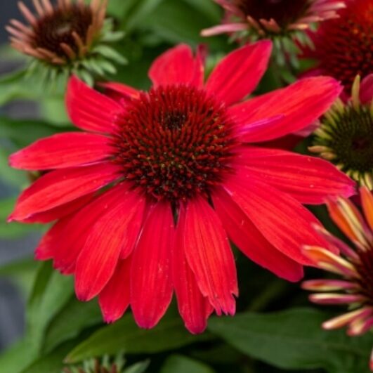 Echinacea jeżówka VINTAGE RUBY efektowne KARMINOWE KWIATY
