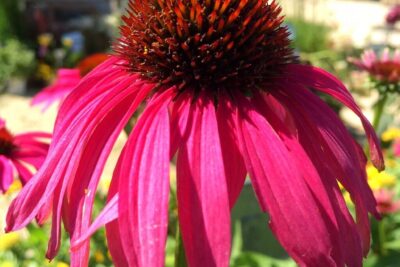 Echinacea jeżówka PURPLE EMPEROR