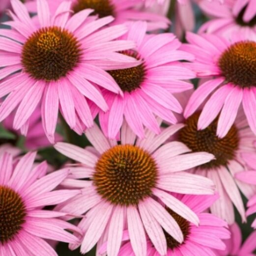 Echinacea jeżówka DARK PINK PEARL cudowny róż DŁUGO KWITNIE
