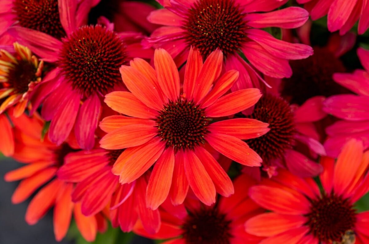 Echinacea jeżówka VINTAGE RUBY efektowne KARMINOWE KWIATY - obrazek 6