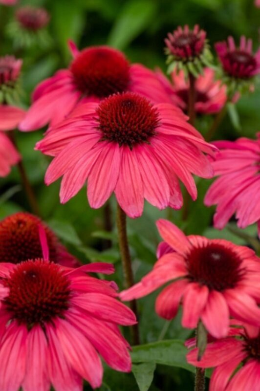 Echinacea jeżówka VINTAGE RUBY efektowne KARMINOWE KWIATY - obrazek 7