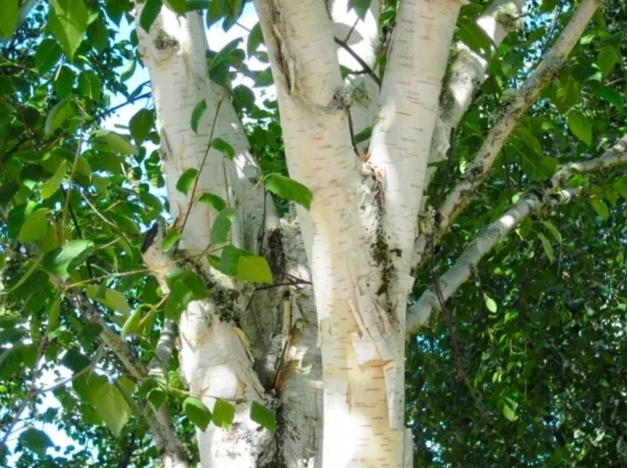 Brzoza pożyteczna DOORENBOS - obrazek 4