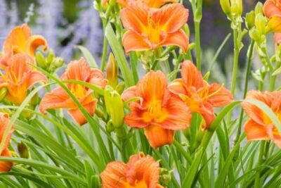 Liliowiec EVERYDAYLILI ORANGE