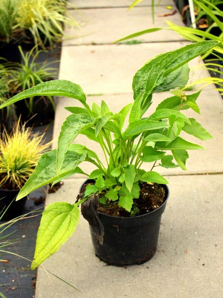 Echinacea jeżówka VINTAGE RUBY efektowne KARMINOWE KWIATY - obrazek 3