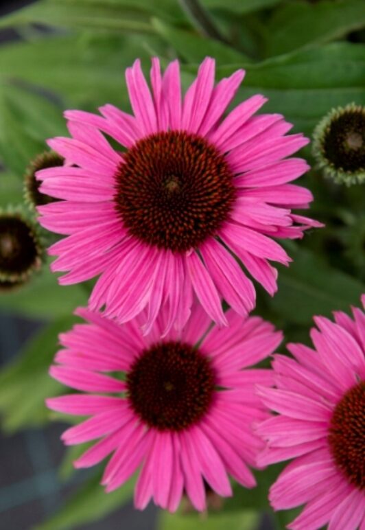 Echinacea jeżówka DARK PINK PEARL cudowny róż DŁUGO KWITNIE - obrazek 6