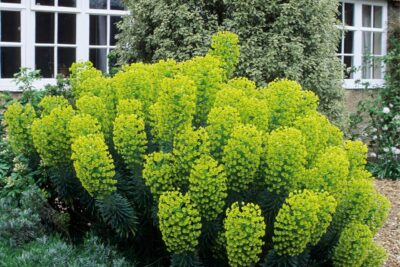 Wilczomlecz błękitnawy WULFENII niezwykłe LIMONKOWE KWIATY