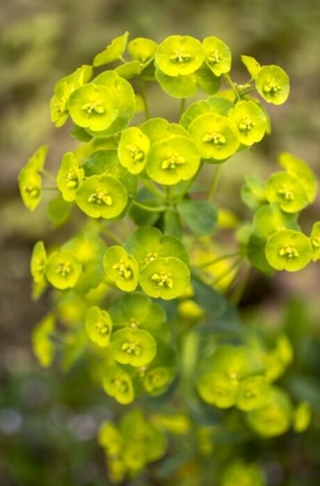 Wilczomlecz błękitnawy WULFENII niezwykłe LIMONKOWE KWIATY - obrazek 8