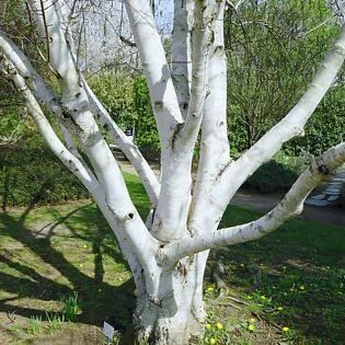 Brzoza pożyteczna DOORENBOS