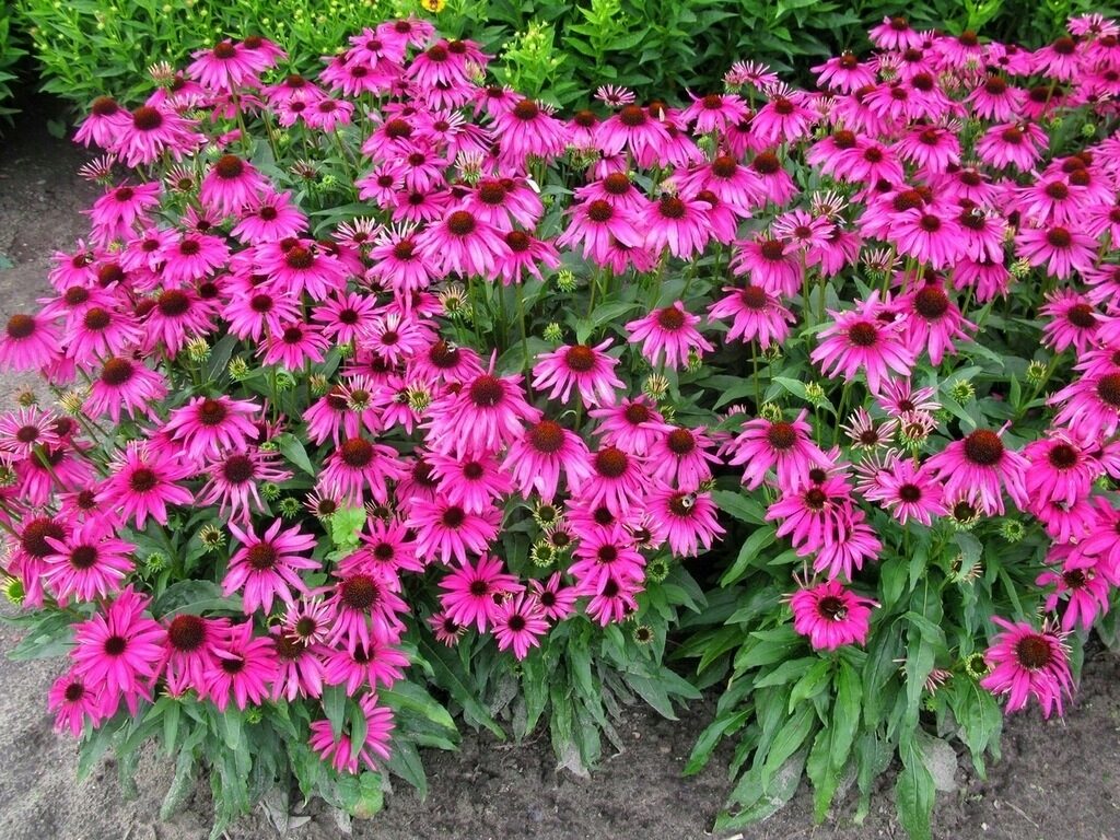 Echinacea jeżówka PURPLE EMPEROR - obrazek 5